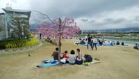 2023阪神競馬場でお花見ピクニック