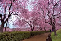 コロナ自粛で中止とします。常陸風土記の丘枝垂れ桜のトンネル散歩🌸