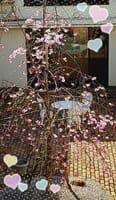 老人ホームの枝垂れ桜