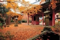 南房総の紅葉小松寺、ランチは海鮮🐟、夜はイルミネーション🌟一日をたっぷり楽しんじゃおう🎵