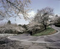 春爛漫♪大平山の桜を見に行って一升そばを食べましょう！！
