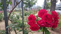 薔薇園とイタリアンランチ＆日本銀行＆公会堂