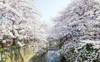 3/27(日)桜🌸並木散策&イタリアン食事会