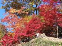 写真３枚は、１１丁目茶屋付近の紅葉、高尾山頂からの富士山と紅葉、高尾山頂の紅葉