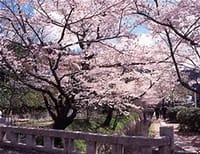 春　のんびり旅　京都