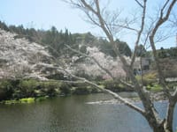 満開の桜と共に花筏