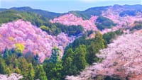 週末版　吉野の桜とかなかな行けない奈良のお寺や桜。