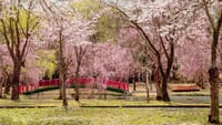 越後湯沢　湯沢中央公園の桜