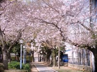 ●　今年の桜と桃の写真はこれで打ち止めです 　#2480