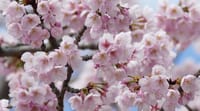大仙公園の大寒桜（２０１９年３月８日）動画