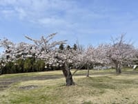 古木桜が今年も綺麗に咲き始めました。