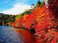 白駒池の紅葉と神秘な苔の森へ