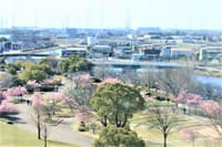 戸田川緑地公園　その１　河津桜＆クリスマスローズ
