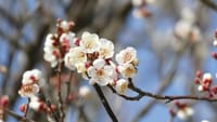 和泉リサイクル環境公園の梅の花（２０２３年２月１７日）LUMIX DMC FZ1000