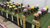 第３７回 日本菊花全国大会『福助花壇の部』（２０２０年１１月６日）