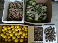 新型コロナstayhomeを楽しむ(2)シーズン最終の野菜、果物をユックり収穫、ユックリ味わっている