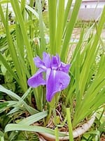 庭の花、紫編。