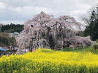 三春の桜