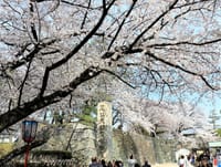 名古屋城　桜見物！！