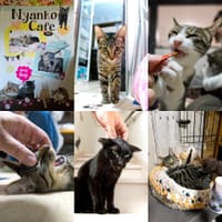 大阪市大正区の保護猫カフェ「Nyanko Cafe」(にゃんこかふぇ)😸