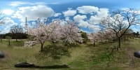 ３６０度動画　大仙公園の桜（２０２２年４月４日）Insta360 ONE X2