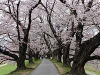 京都八幡の桜と松花堂庭園