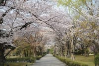 4月定例会（二条城桜祭り）