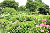 名古屋市　｢茶屋ヶ坂公園｣のアジサイ園＆少しの立葵の花