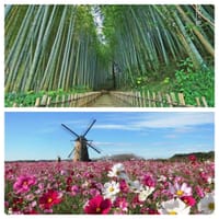 佐倉。🌸「オランダ風車と50万本のコスモス」鑑賞と 「サムライの小径 ひよどり坂」散策