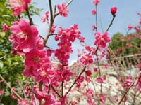 【梅のお花見★ランチ】神戸岡本の梅林＆パワースポット保久良神社お参り＆オーガニックランチ♪♪