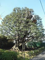 東京の巨樹探訪　２５