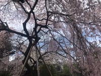 聖護院「満開の枝垂れ桜」