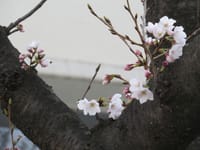 ソメイヨシノは開花しました
