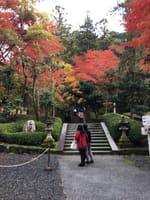 京都の紅葉を見に行きましょうか
