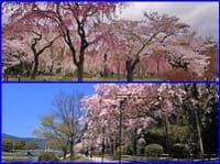 第１４９回・オフ会「半木の道＆府立植物園桜・撮影会」