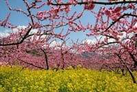 「春を感じる桃の花の名所の写真」