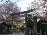 早桜とミモザの神社
