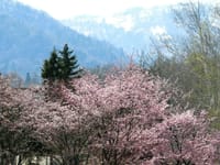 恒例の「桜前線、遅咲き日本一」の報告・・・2023年5月3日