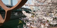 “桜はまだ大丈夫か？弘明寺から野毛まで、桜並木の川沿いを歩く”イベント