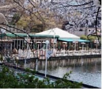 【Ladys lunch】🌸🌸桜満開🌸🌸神楽坂　人気の水上レストラン🍽️ 🚣‍♀️いっぱいの🌸に囲まれて、、🌸