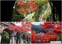 秋！鮮やかな紅葉の京散歩！　山科から紅葉の名所[禅林寺]「永観堂」へ！！