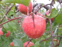りんご収穫手伝い・・14日目