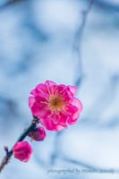 紅梅が咲いていた＠高麗神社