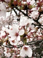 いつもの定光寺カントリークラブさんで夕刻ハーフの後に定光寺公園で散りゆく桜のお花見