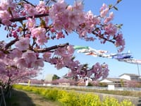 河津桜と菜の花畑で春を満喫！！