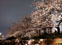 リゾート気分は水上リストランテでディナーをいただきなから【夜桜🌸】を鑑賞しましょう