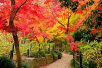 あじさい寺としても親しまれているお寺で、紅葉を堪能しようin松戸市本土寺