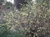 黄色の花が咲く木　②　日向水木 （ひゅうがみずき）
