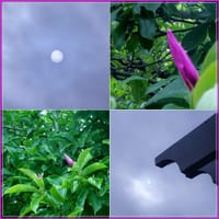 夏に向かって咲く紫木蓮