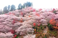 小原四季桜🌸と紅葉🍁と瀬戸焼🍵